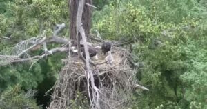 Aquila calva adotta un cucciolo di falco che sarebbe dovuto essere la sua cena (VIDEO)