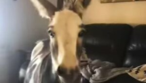 L’asina Molly ha un rapporto davvero speciale con il cagnolone Pete (VIDEO)