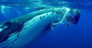 balena protegge un subacqueo dall'attacco di uno squalo