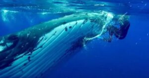 Balena protegge un subacqueo dall’attacco di uno squalo (VIDEO)