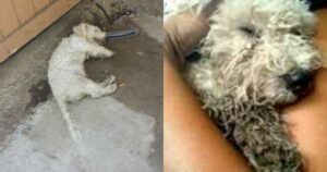 Cucciolo di cane quasi morto alza la testa quando vede arrivare il soccorritore