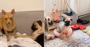 Cagnolina finge di essere cieca per non giocare con la sua nuova sorellina