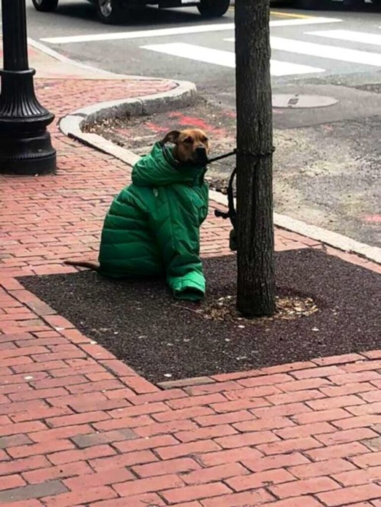 Cagnolino con cappotto della padrona