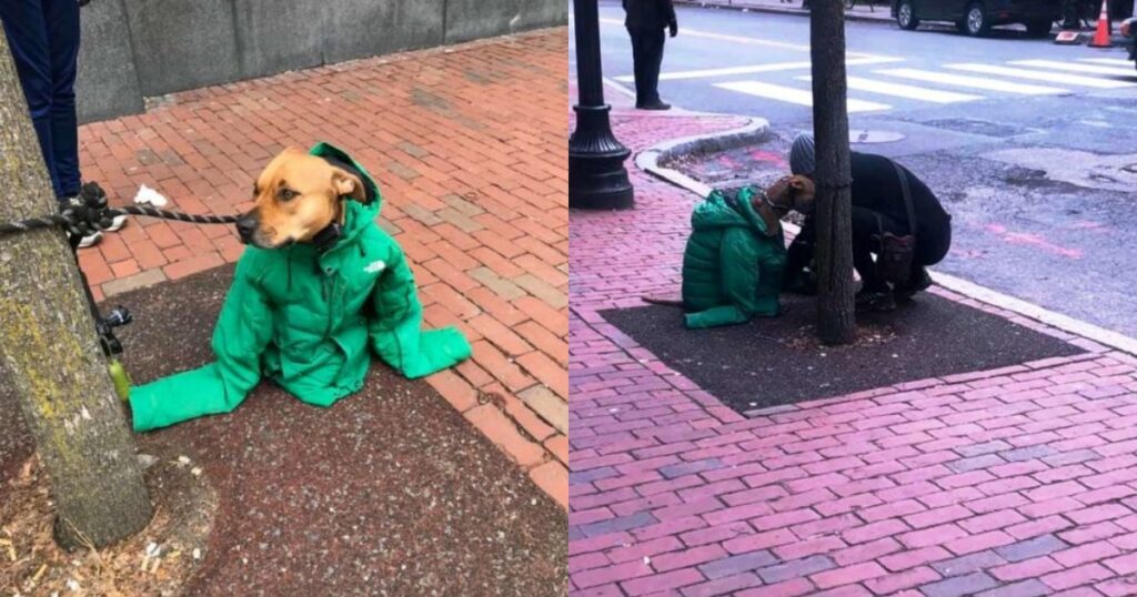 Cagnolino con cappotto della padrona