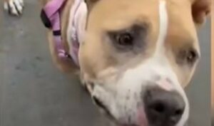 La cagnolona Lilybug adora dare amore e affetto a tutti quelli che incontra (VIDEO)