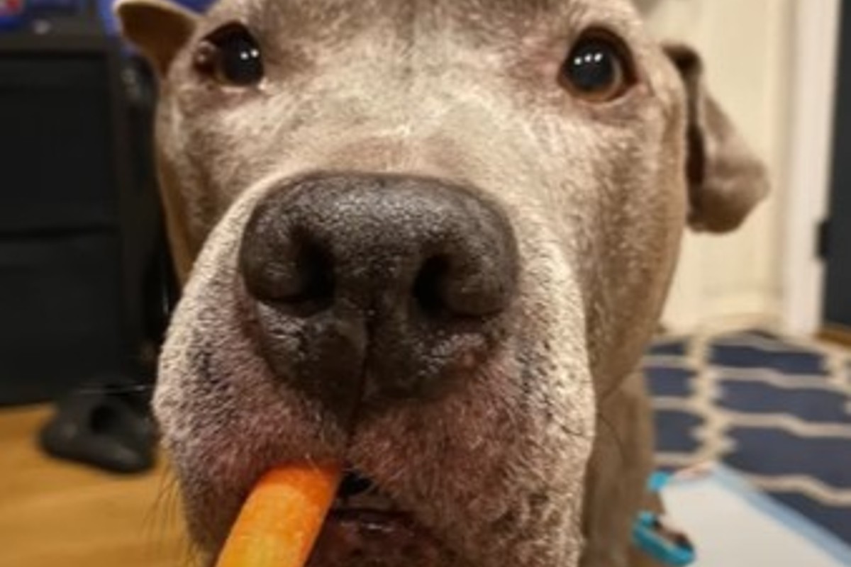 Il cagnolone Sinatra non ha avuto una vita facile ma ha conosciuto la ...
