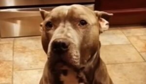 Il cagnolone Sinatra non ha avuto una vita facile ma ha conosciuto la felicitò (VIDEO)