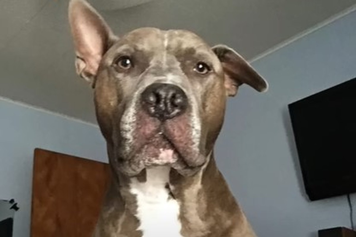 Il cagnolone Sinatra non ha avuto una vita facile ma ha conosciuto la ...