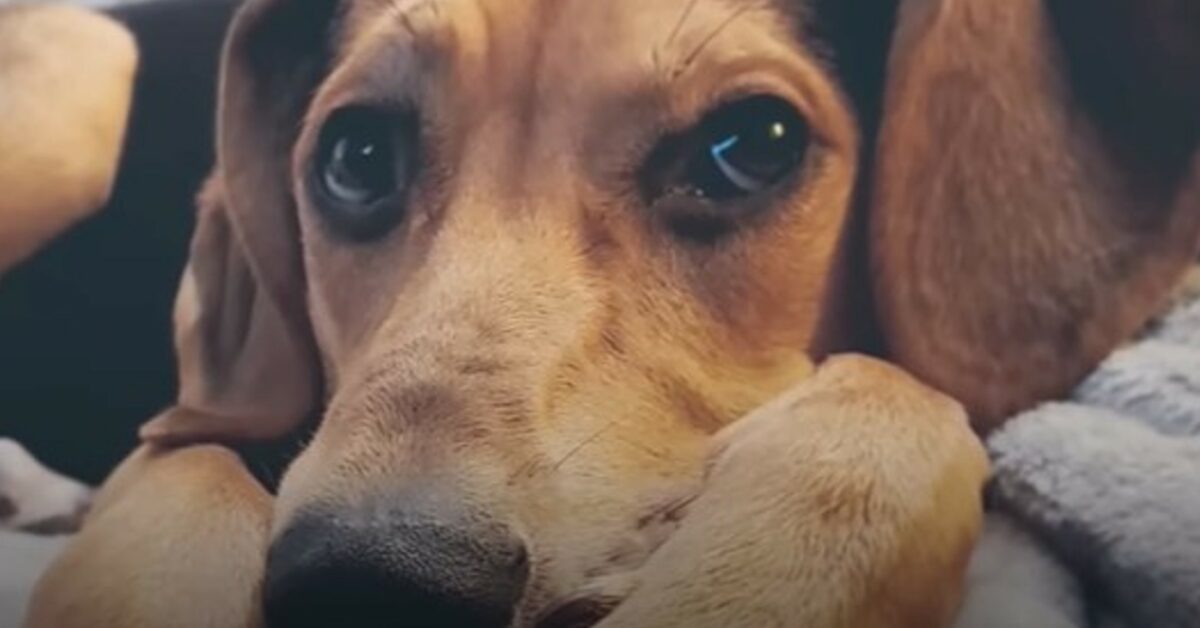 Un cagnolone trova un amico speciale dopo la perdita della sua migliore ...