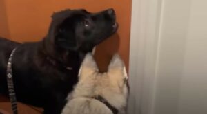 I cagnoloni Shadow e Lupa sono vicini di casa e adorano trascorrere il tempo insieme (VIDEO)