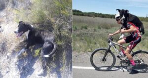 Ciclisti si fermano per strada per aiutare un cagnolino abbandonato (VIDEO)