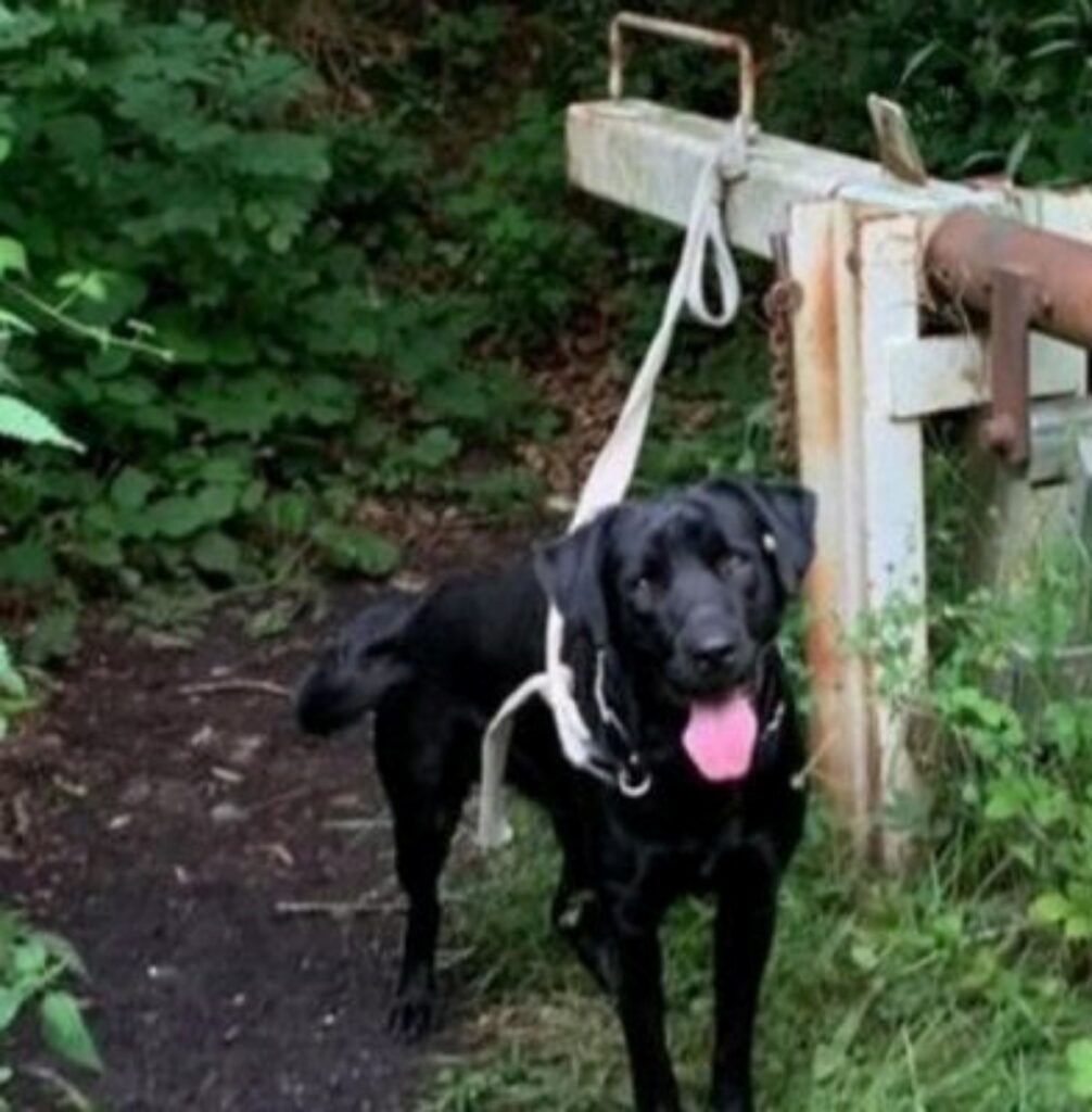 Cane afflitto legato nel bosco