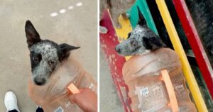 uomo trasporta il suo cane con una brocca d'acqua e diventa virale