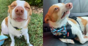 Cagnolino ha una reazione molto drammatica quando si taglia con un piccolo pezzo di carta (VIDEO)