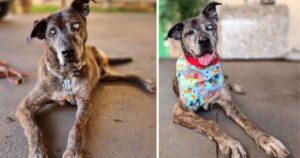 Cagnolone cieco senza una gamba ha aspettato più di 10 anni prima di essere adottato ed essere felice