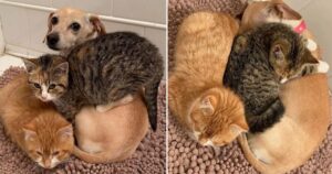 Cane adotta dei gattini timidi e mostra loro l’amore adottandoli