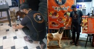 Cane randagio viene nutrito gratis da un locale, la volta dopo porta con sé i suoi amici
