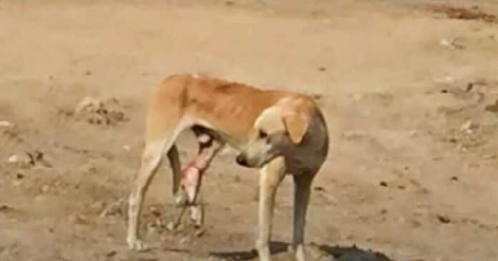 cane randagio ferito alla zampa