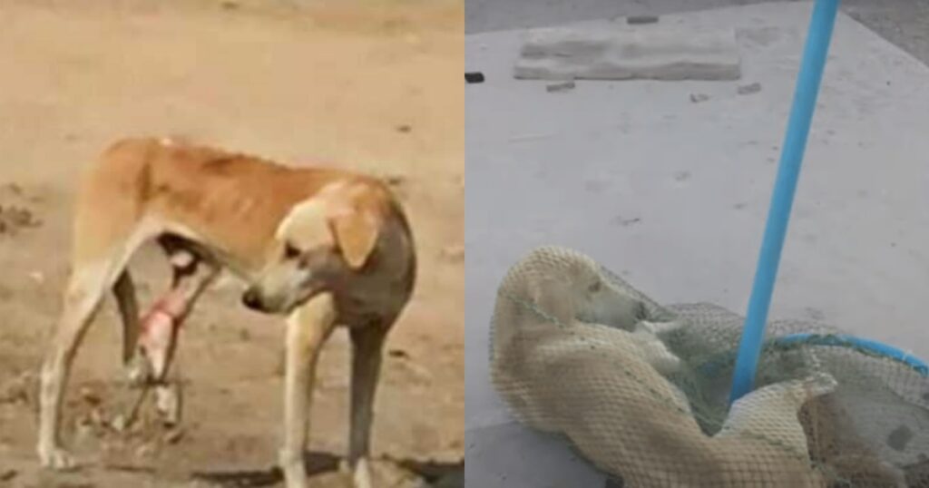 cane randagio ferito alla zampa