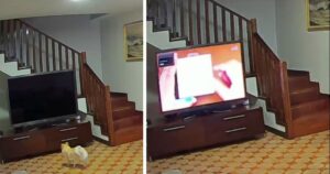 cane accende la tv e sveglia la sua famiglia