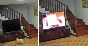 Il cagnolino accende la tv ad alto volume e sveglia tutta la famiglia (VIDEO)