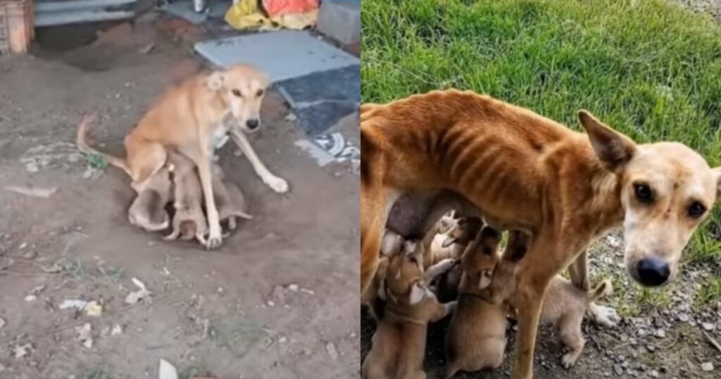 cane malnutrito allatta