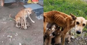 Salvano cagnolina amorevole malnutrita che ha lottato per nutrire i suoi 6 cuccioli
