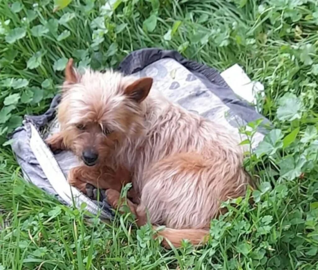 cane visita tomba del padrone