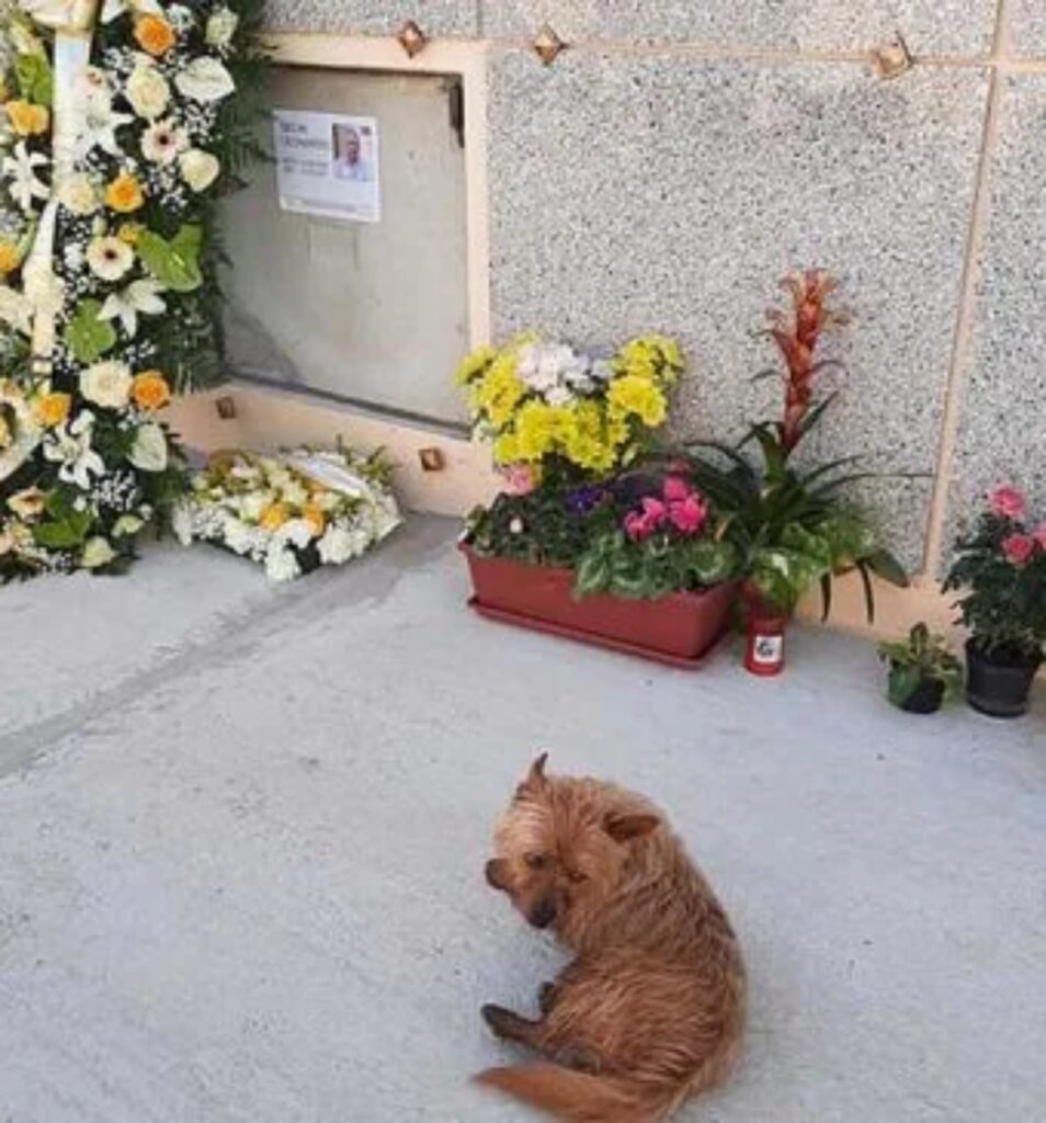 cane visita tomba del padrone