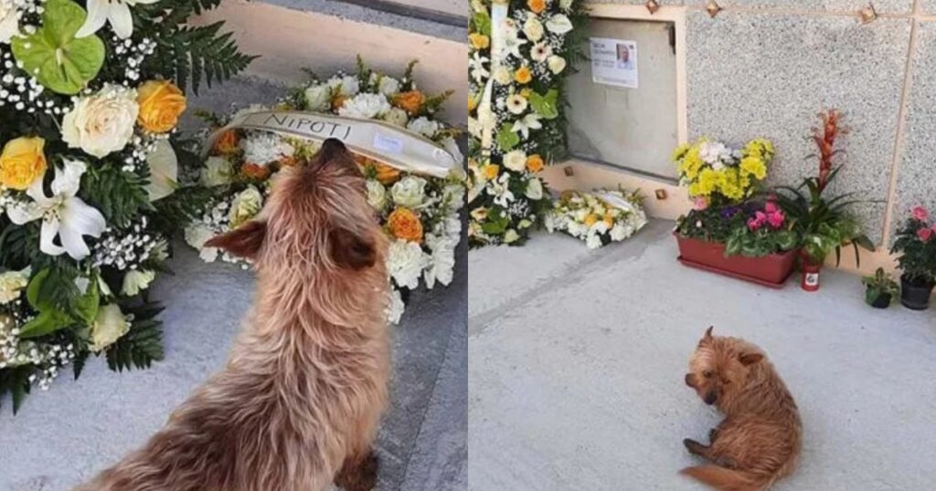 cane visita tomba del padrone