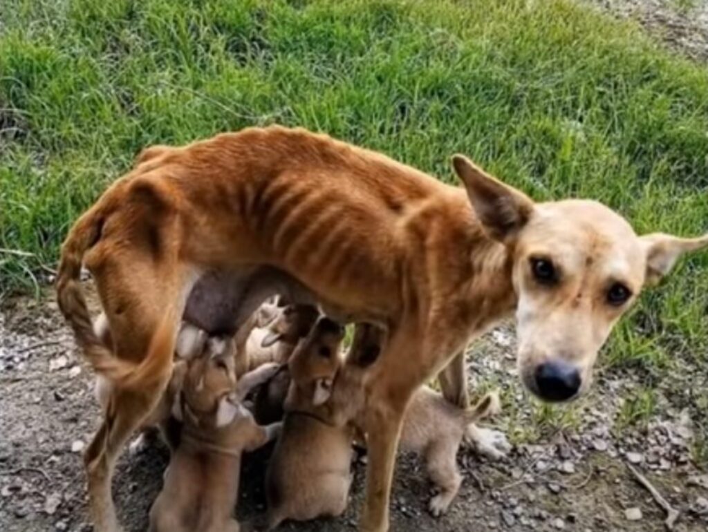 cane malnutrito allatta