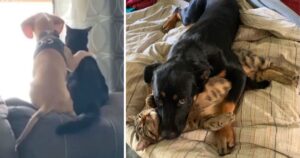 foto di cani e gatti che hanno una relazione tutta loro