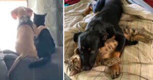 15 Foto che dimostrano che cani e gatti hanno un tipo tutto loro di relazione