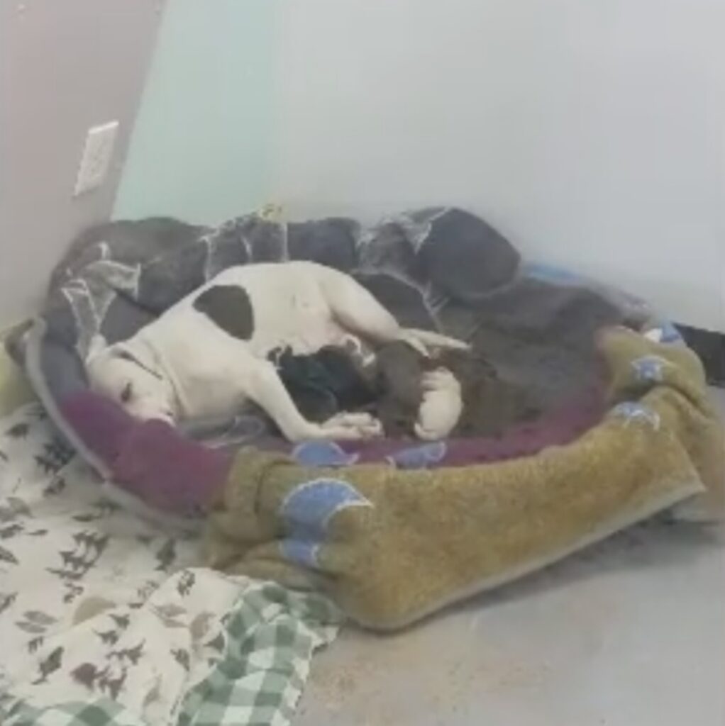 cane incinta salvata da canile nei cespugli