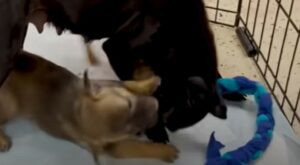 Cuccioli terrorizzati riscoprono la felicità quando rivedono la loro mamma (VIDEO)