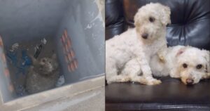 Sente il lamento di un cucciolo e scopre che in realtà non era solo lui ad essere stato abbandonato (Video)