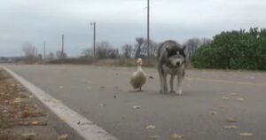 Registrano un cucciolo e un anatra che non possono fare a meno l’uno dell’altro (VIDEO)