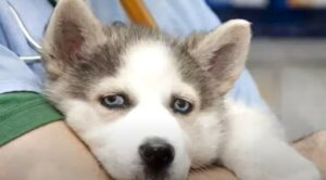 Un cucciolo piccolo di Husky ha rischiato di morire per una richiesta assurda (VIDEO)