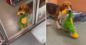 Cucciolo salvato dal canile si rifiuta di lasciare il giocattolo che gli hanno regalato (VIDEO)