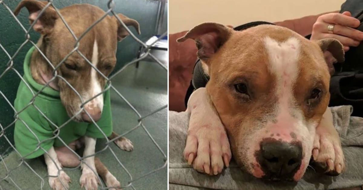 BNQL Grembiule da toelettatura per cani carino grembiule per cuccioli di cane grembiule impermeabile grembiule da cucina per cani addestratore per cani toelettatore regali cani Make Me Happy