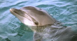 Uomini salvano un delfino in pericolo che era arrivato al fiume (VIDEO)