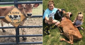 famiglia salva un vitello dal macello e lo adotta come animale domestico
