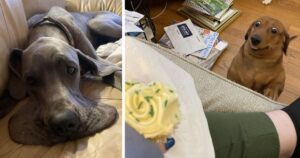 15 Foto di cani che hanno perso le loro impostazioni predefinite