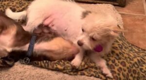 Due fratellini chihuahua giocano ancora un po’ prima di andare a dormire (VIDEO)