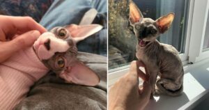 10 Foto di gatti sphynx che dimostrano quanto siano adorabili e carini