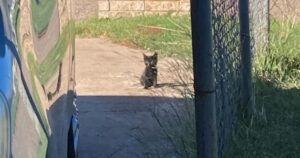 gattina randagia aspetta fuori una casa in attesa che si prendano cura di lei