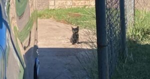 Gattina aspetta fuori la casa in attesa che le persone al suo interno gli diano un posto in cui vivere