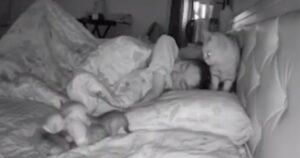 gattina porta i suoi cuccioli sopra il letto della sua proprietaria