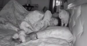 Gattina porta i suoi cuccioli nel letto del suo proprietario per metterli al caldo (VIDEO)