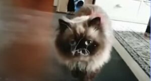 Il gatto Yohji è un felino davvero fortunato e ora conduce una vita meravigliosa (VIDEO)